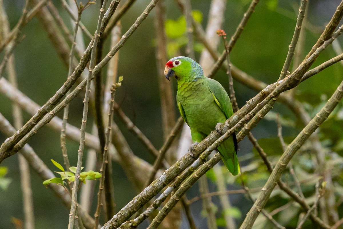 Red-lored Amazon - ML649318150