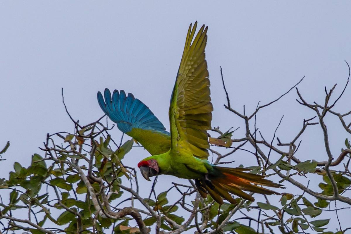 Ара нікарагуанський - ML649318202