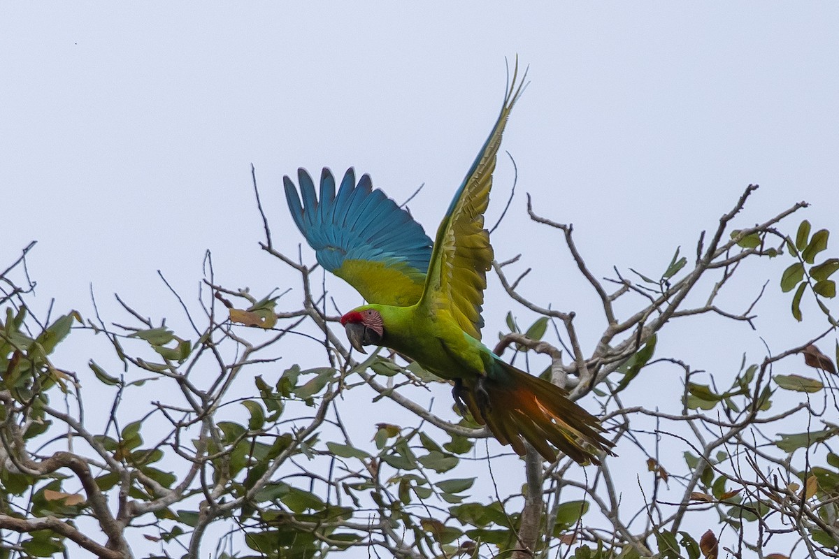 Ара нікарагуанський - ML649318203