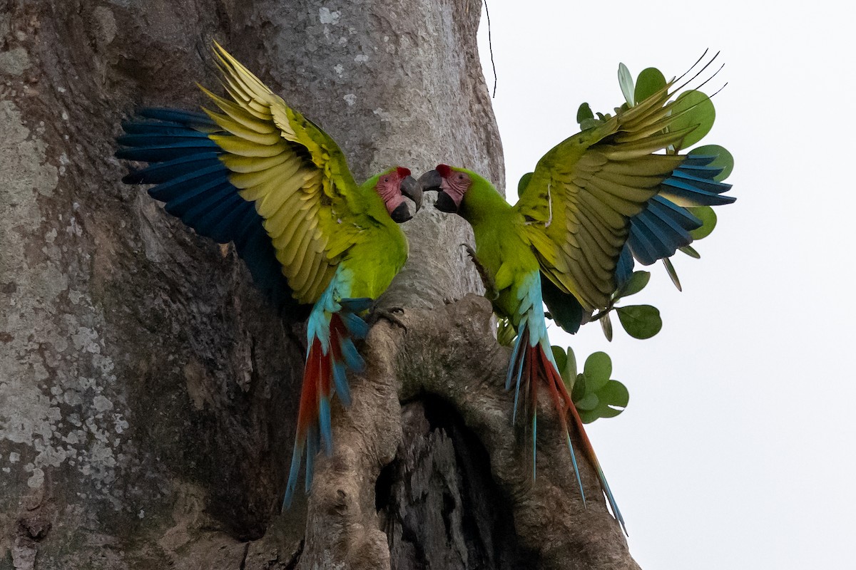 Ара нікарагуанський - ML649318204