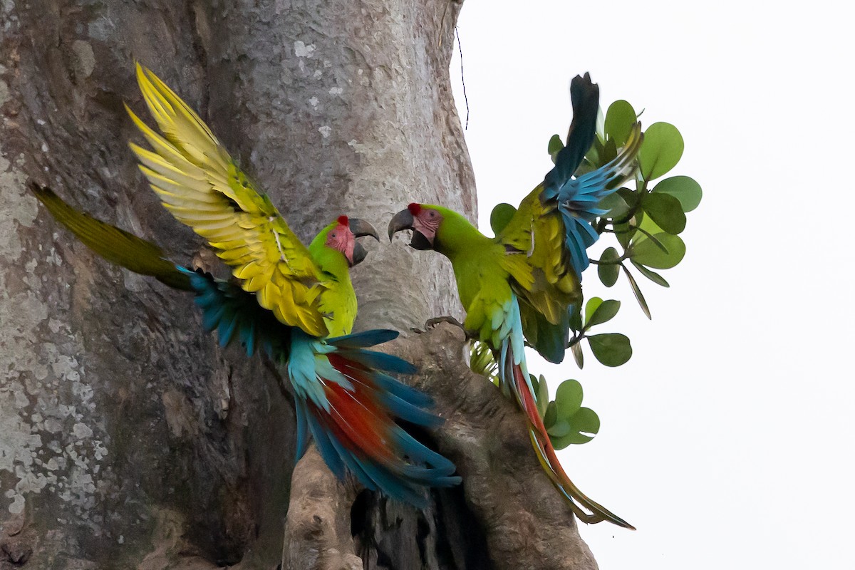 Ара нікарагуанський - ML649318206