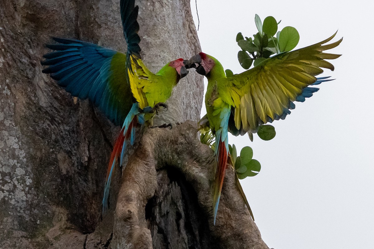 Ара нікарагуанський - ML649318207