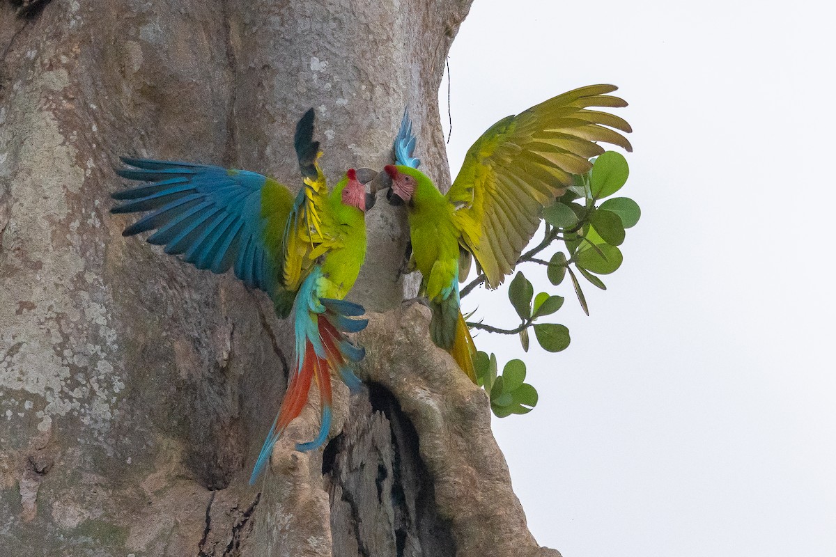 Great Green Macaw - Bernard Kempinski