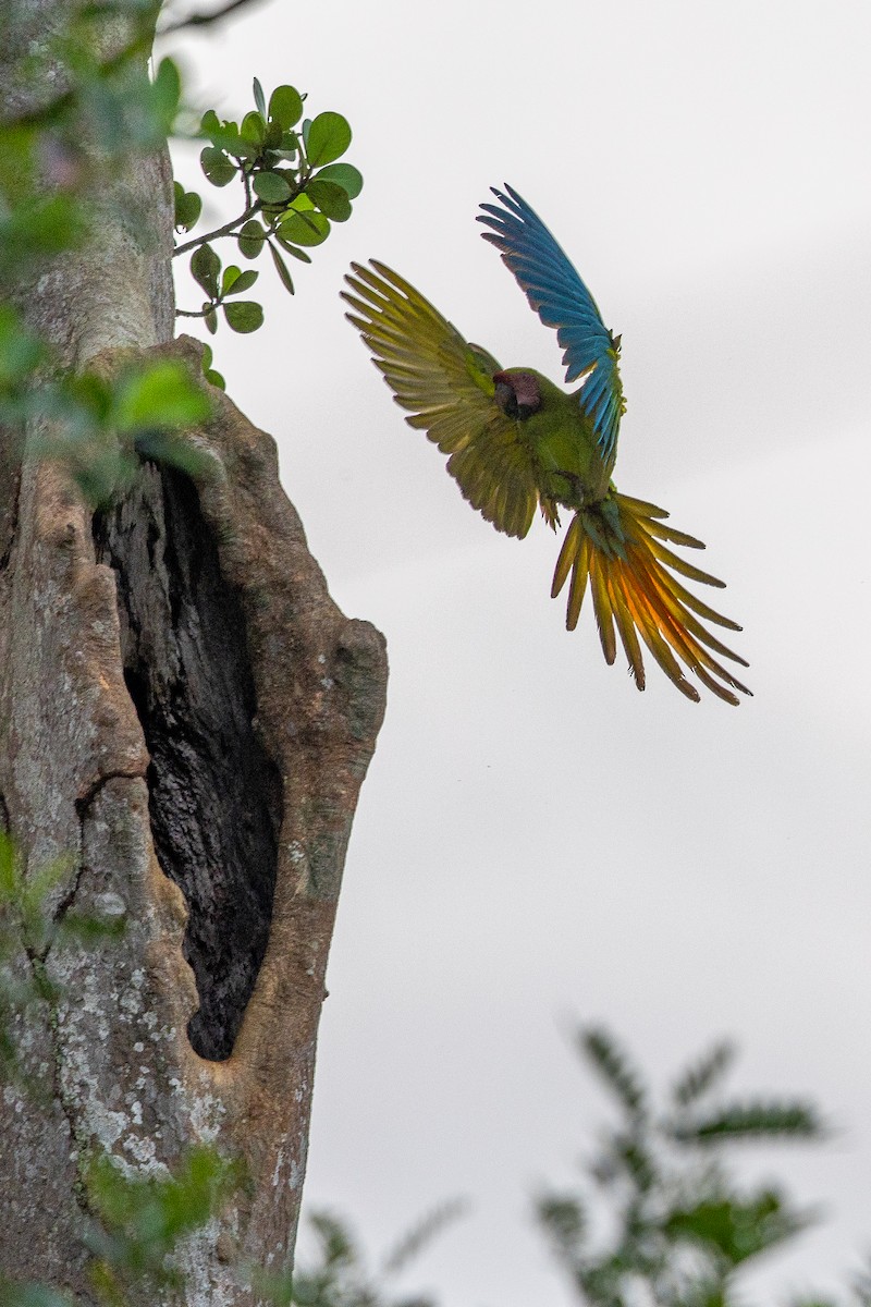 Ара нікарагуанський - ML649318211