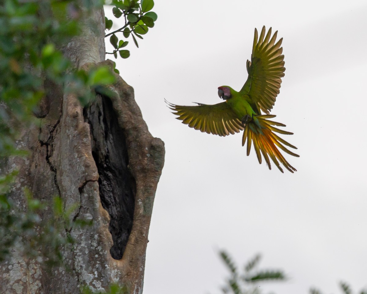 Ара нікарагуанський - ML649318212