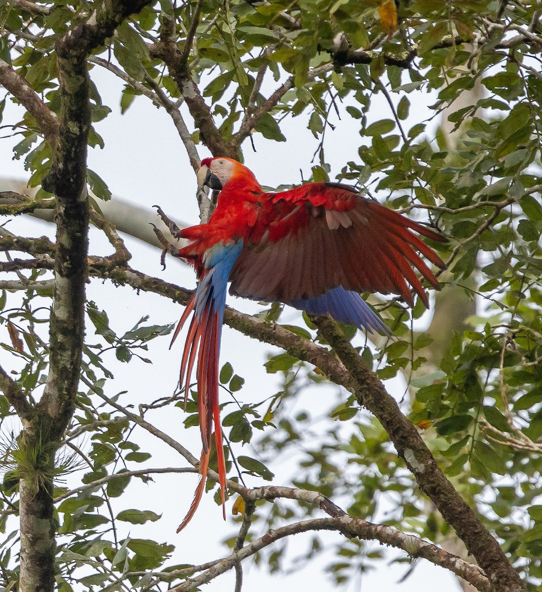 Scarlet Macaw - Bernard Kempinski