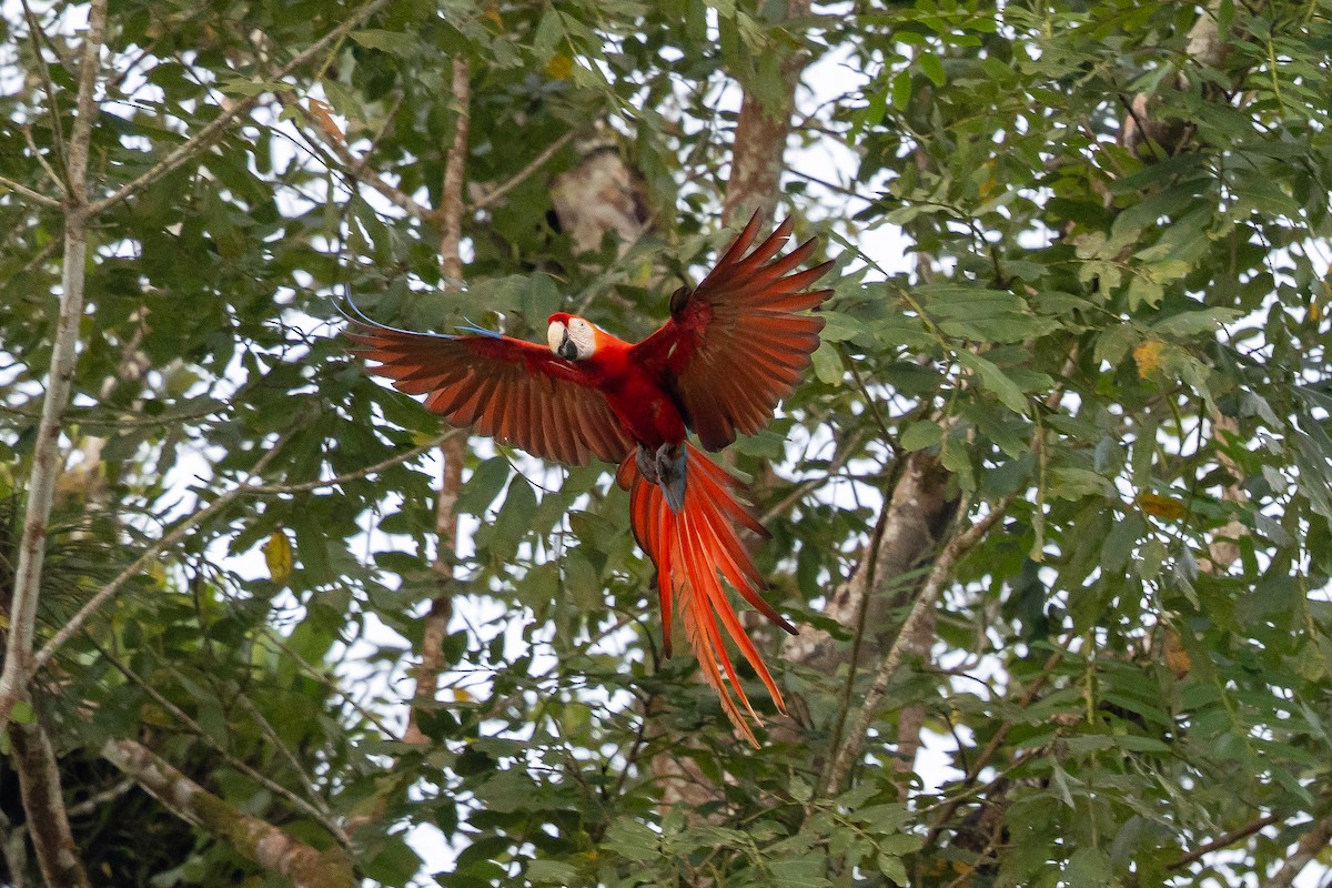 Араканга - ML649318242