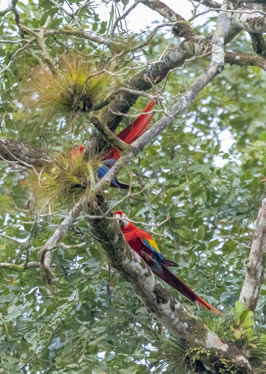 Араканга - ML649318243