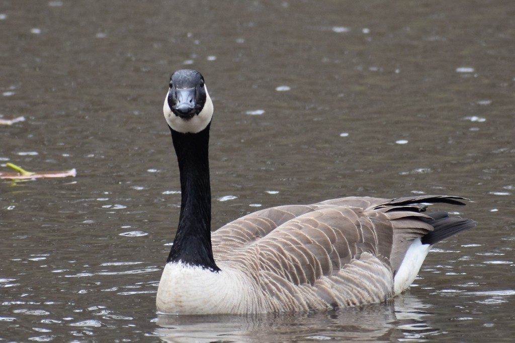 Kanada Kazı - ML649318350