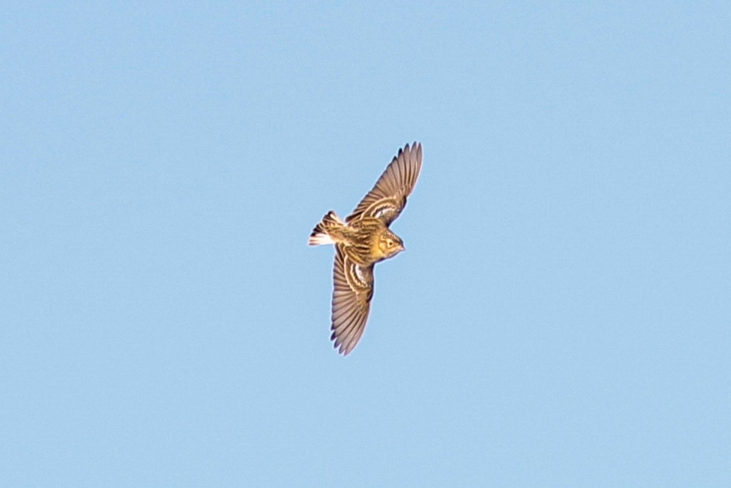 Chestnut-collared Longspur - ML649318370