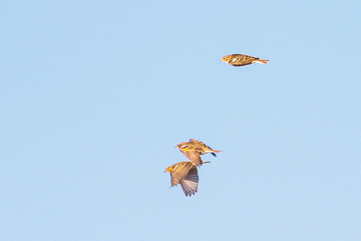 Chestnut-collared Longspur - ML649318379