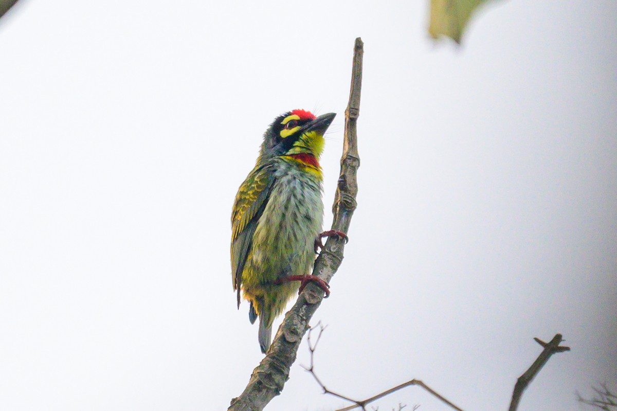 Kupferschmied-Bartvogel - ML649318395