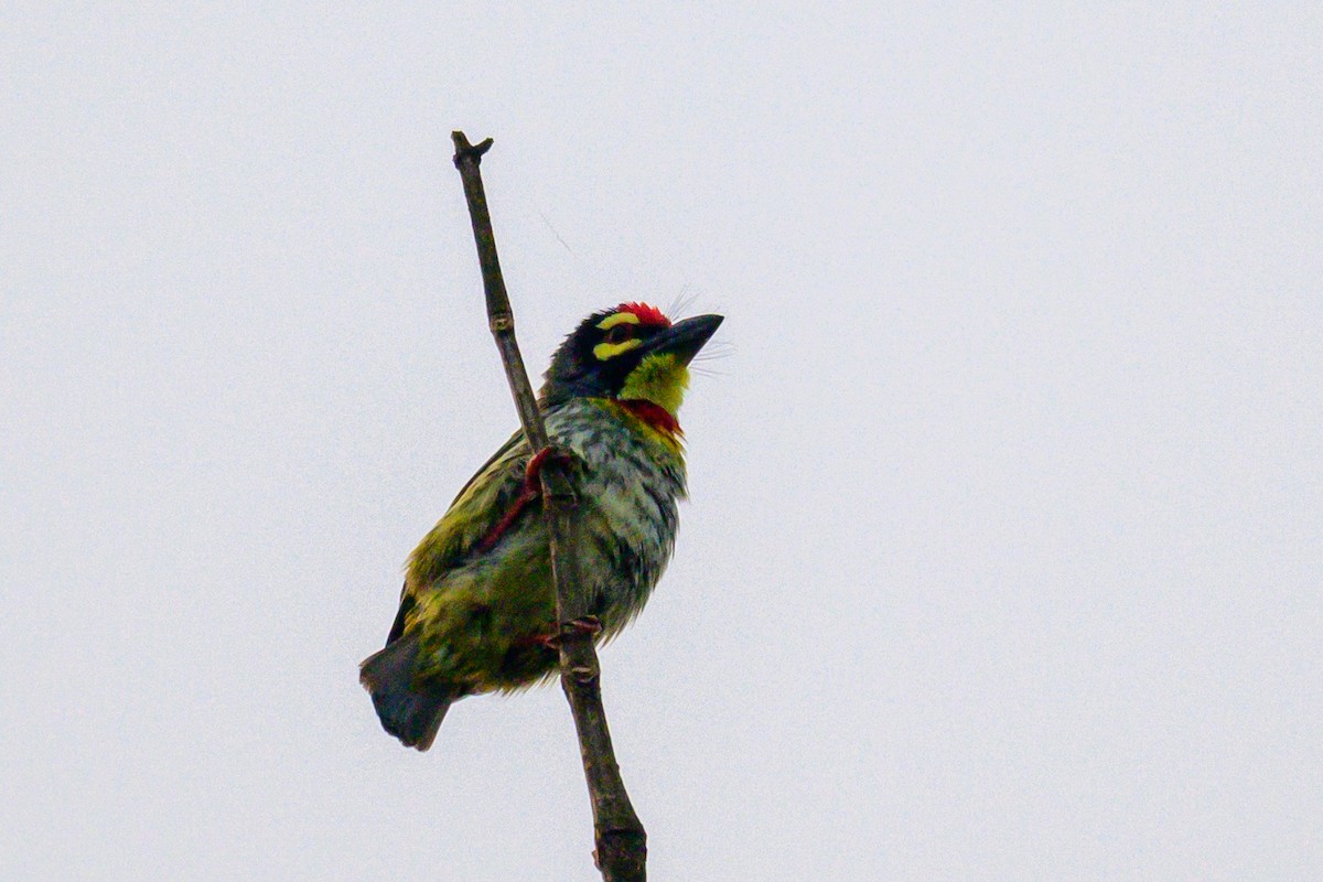 Kupferschmied-Bartvogel - ML649318396