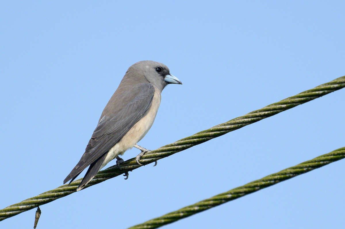 Grauschwalbenstar - ML649318403