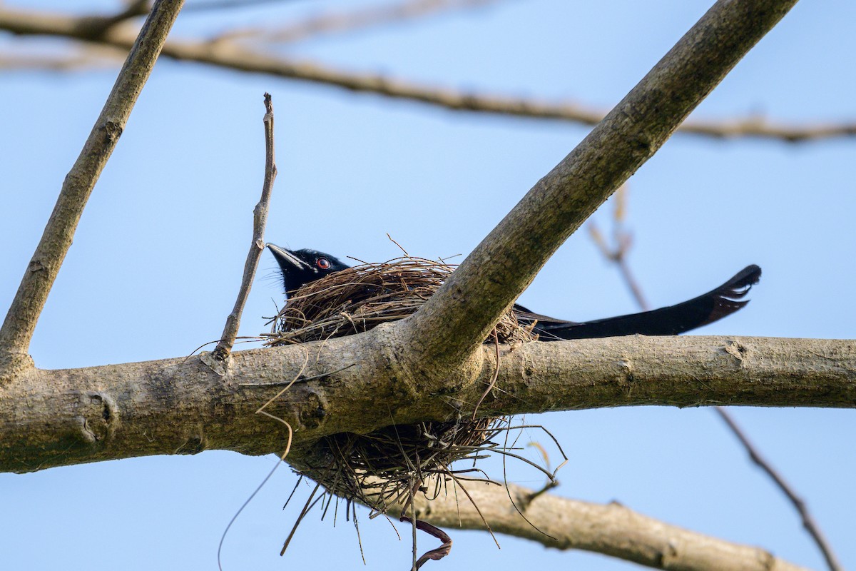 Königsdrongo - ML649318408