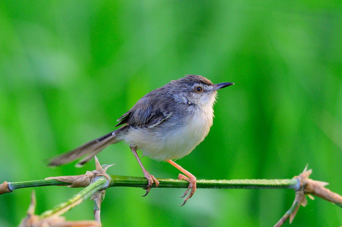 Schlichtprinie - ML649318429