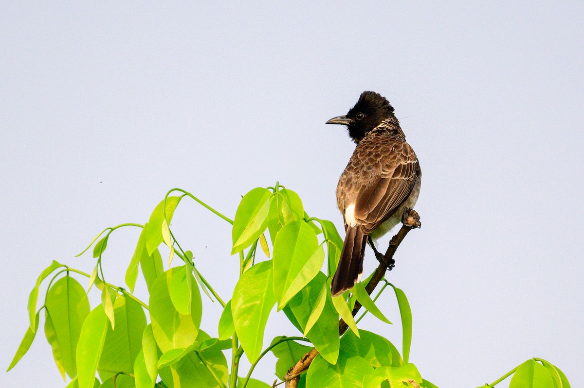 Rotsteißbülbül - ML649318447