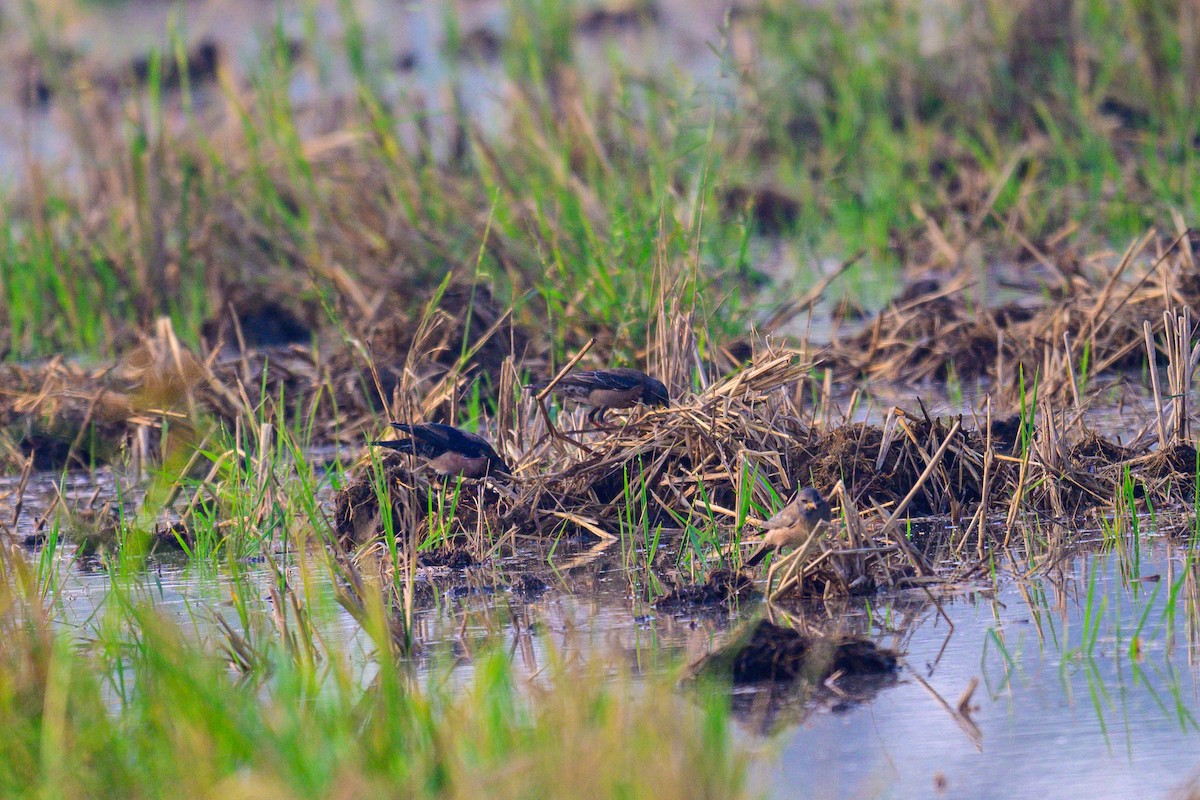 Rosenstar - ML649318449