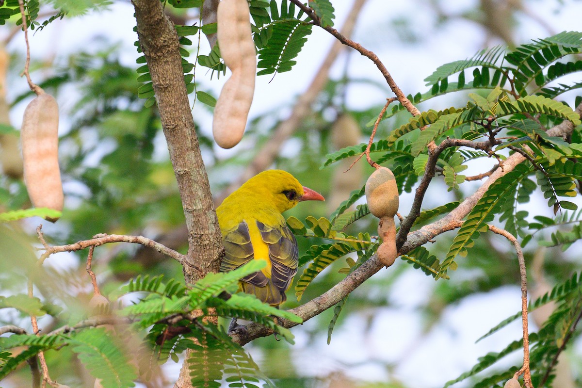 Indienpirol - ML649318474