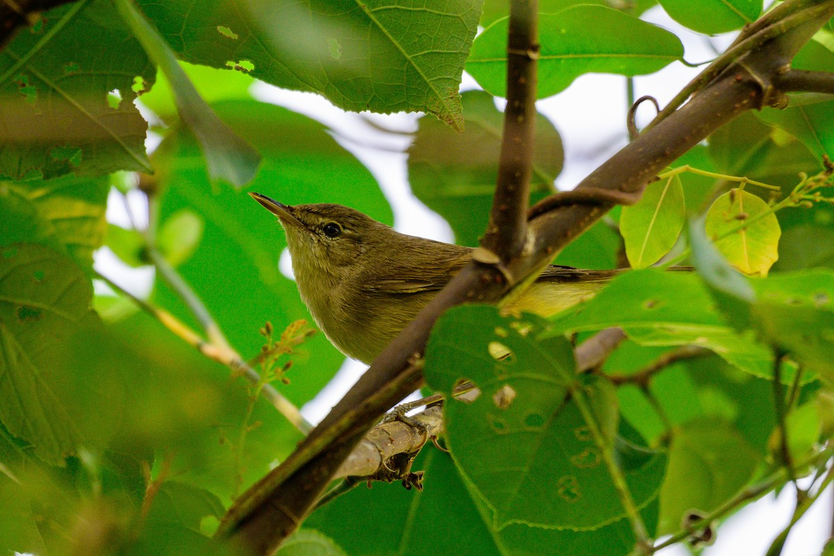 Buschrohrsänger - ML649318478