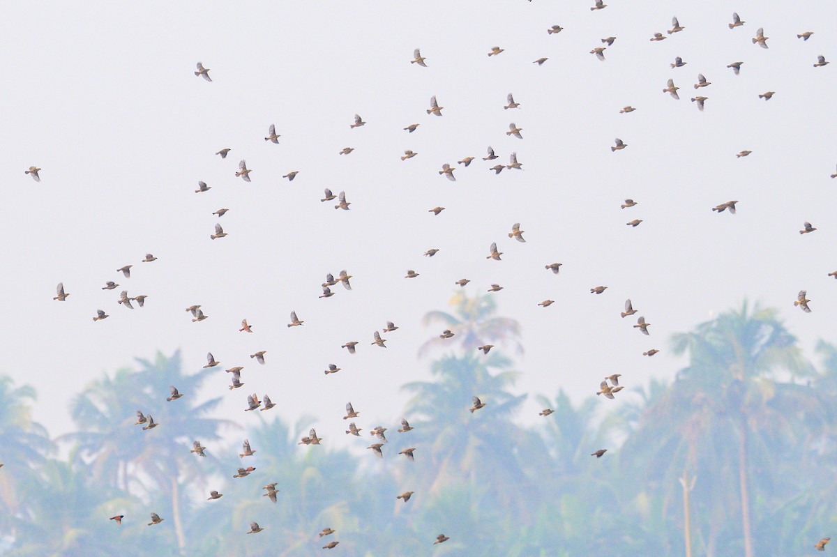 Bayaweber - ML649318483