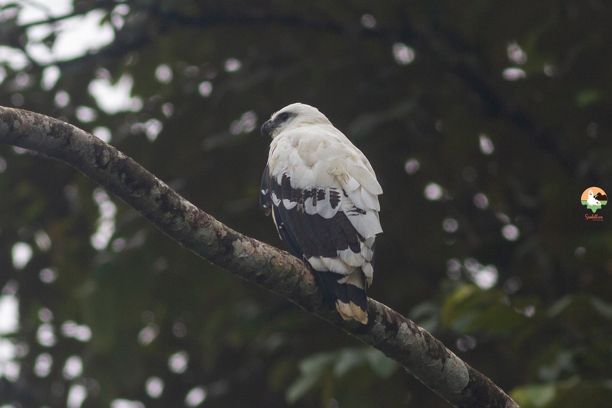 Канюк білий - ML649318489