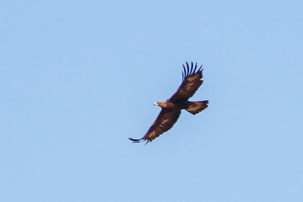 Golden Eagle - ML649318493