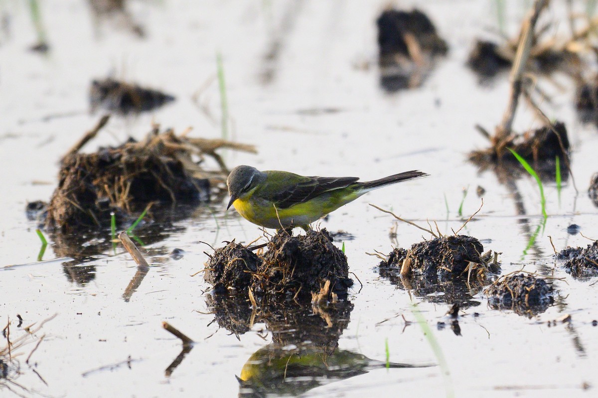 Schafstelze - ML649318501