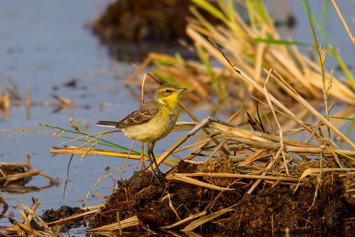 Schafstelze - ML649318502