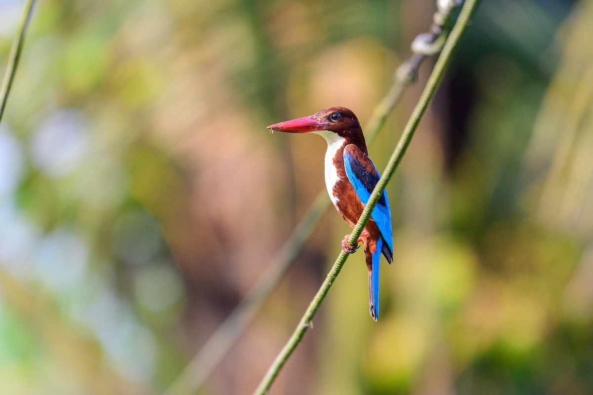 Braunliest - ML649318510