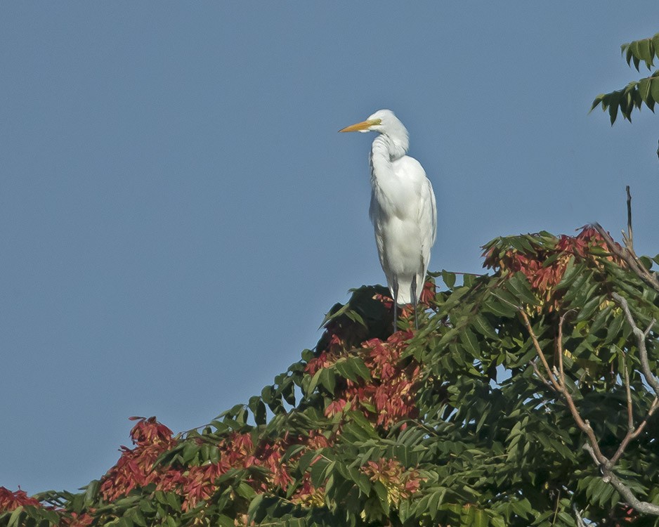 Great Egret - ML64931861