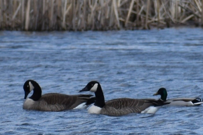 Kanada Kazı - ML649318611