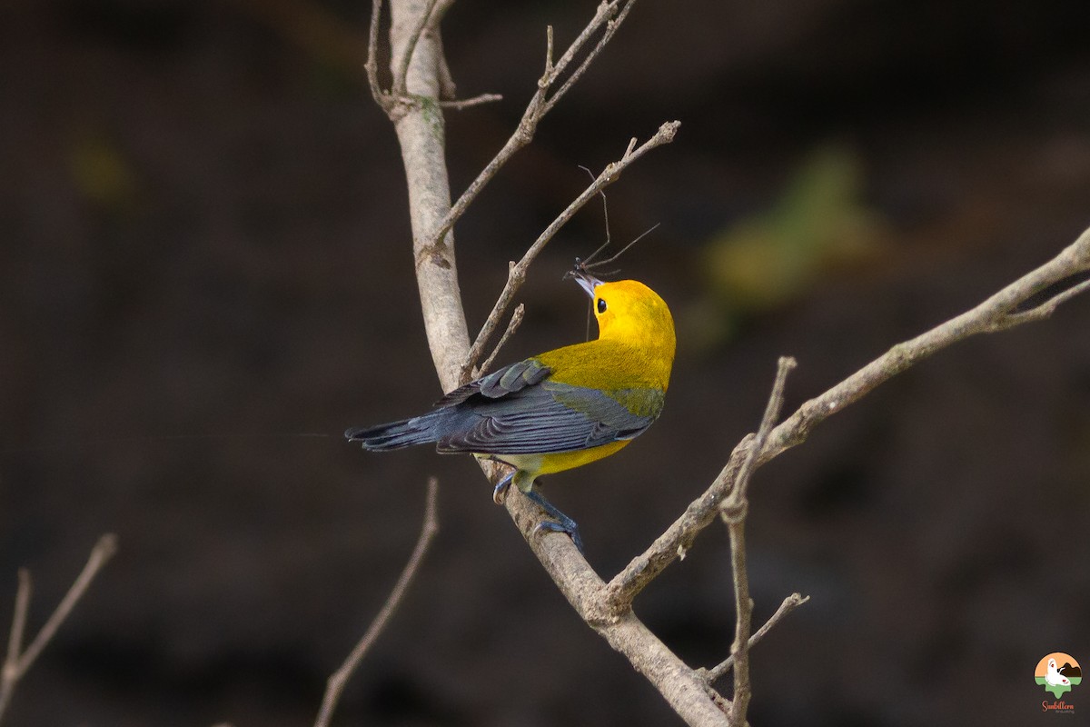 Пісняр жовтий - ML649318696