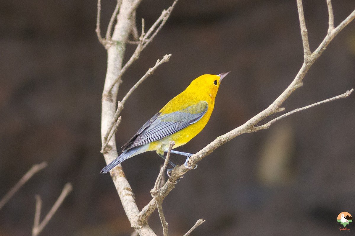 Пісняр жовтий - ML649318697