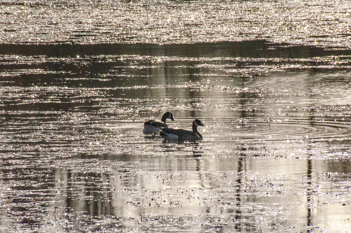 Kanada Kazı - ML649318741