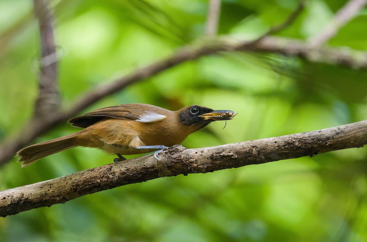 Rennell Shrikebill - ML649319011