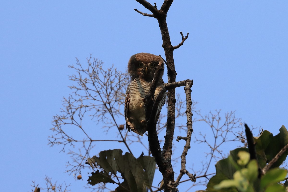 Джунглевый сычик - ML649319061