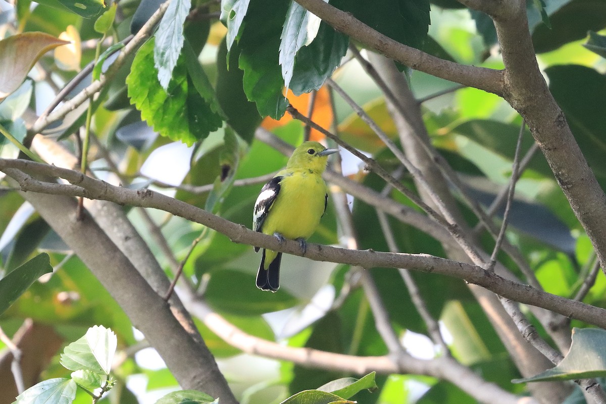 Пестрокрылая йора - ML649319067