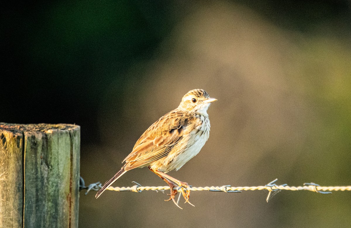 linduška australská - ML649319071