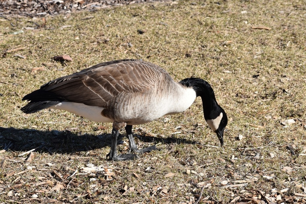 Kanada Kazı - ML649319204