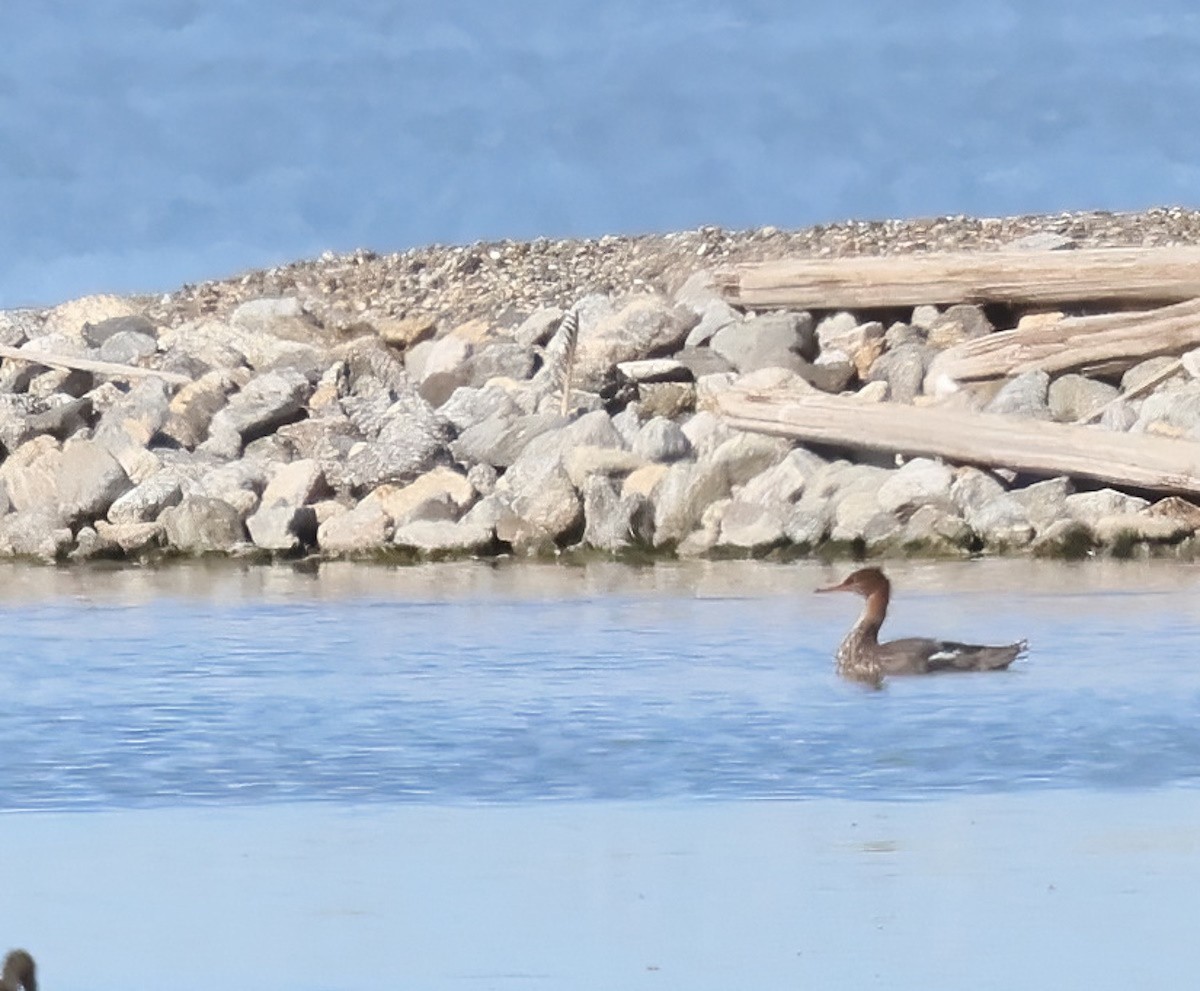 Red-breasted Merganser - ML649319206
