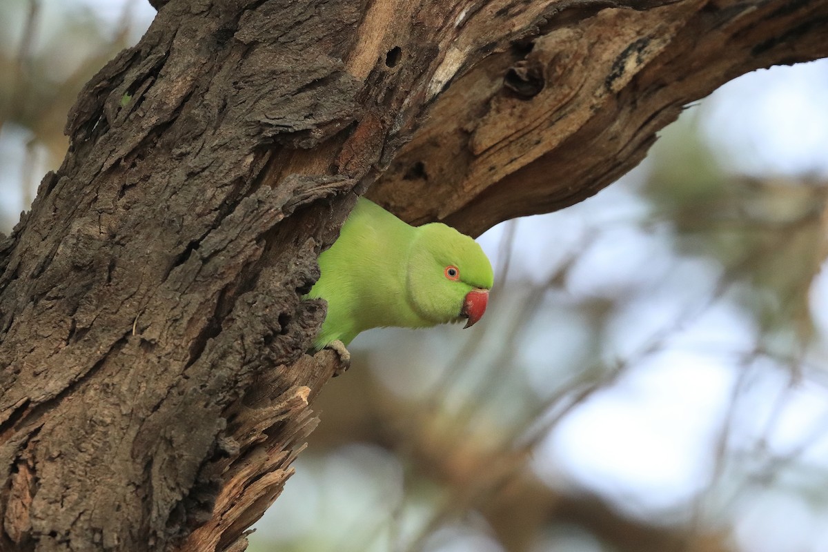 Папуга Крамера - ML649319222