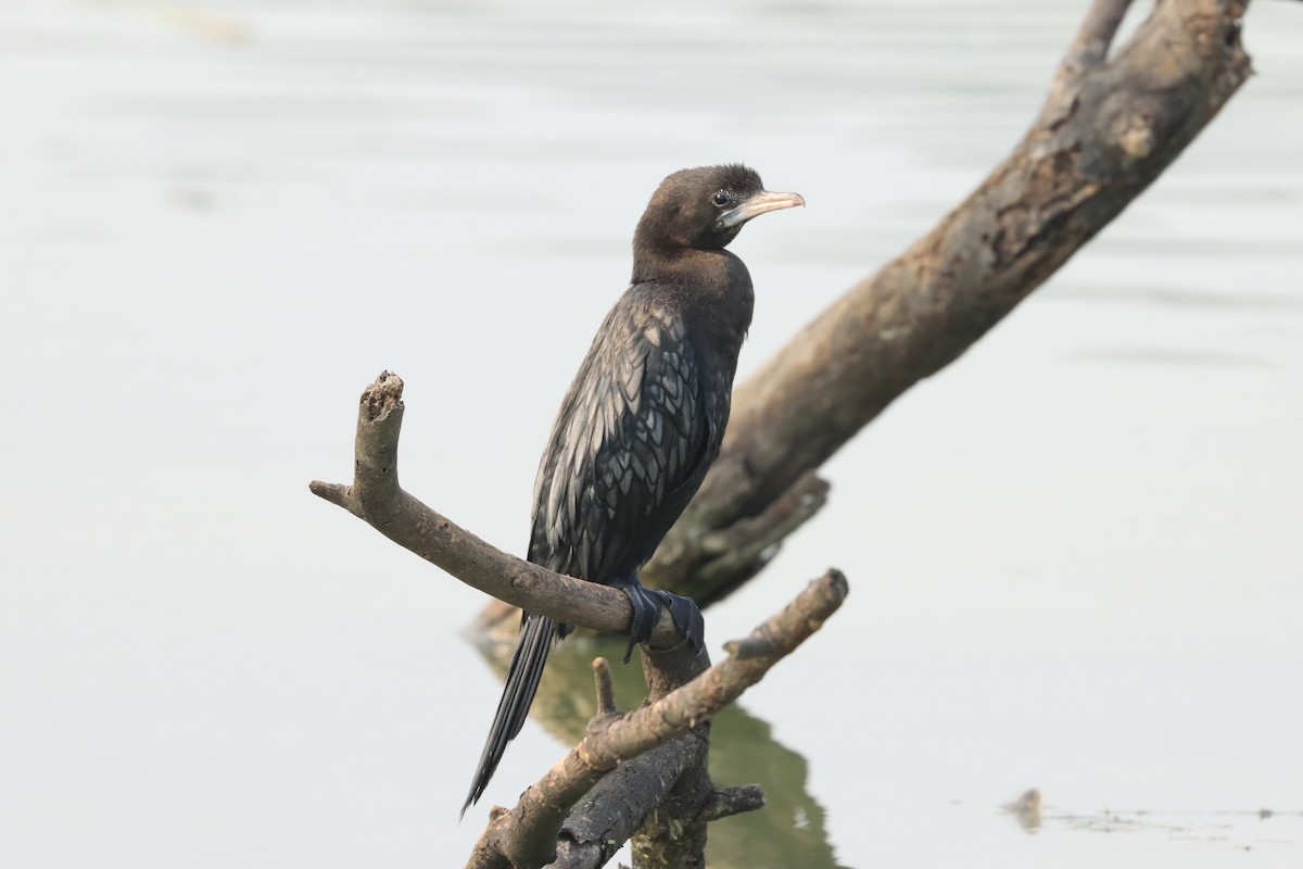 Баклан яванський - ML649319228