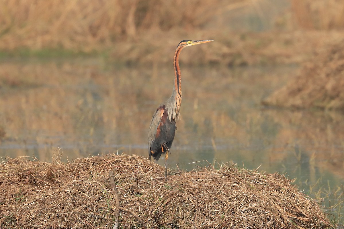 Чапля руда - ML649319243