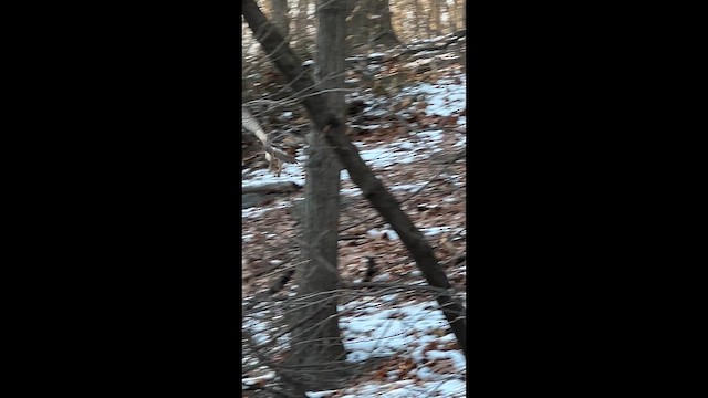 káně rudochvostá - ML649319258