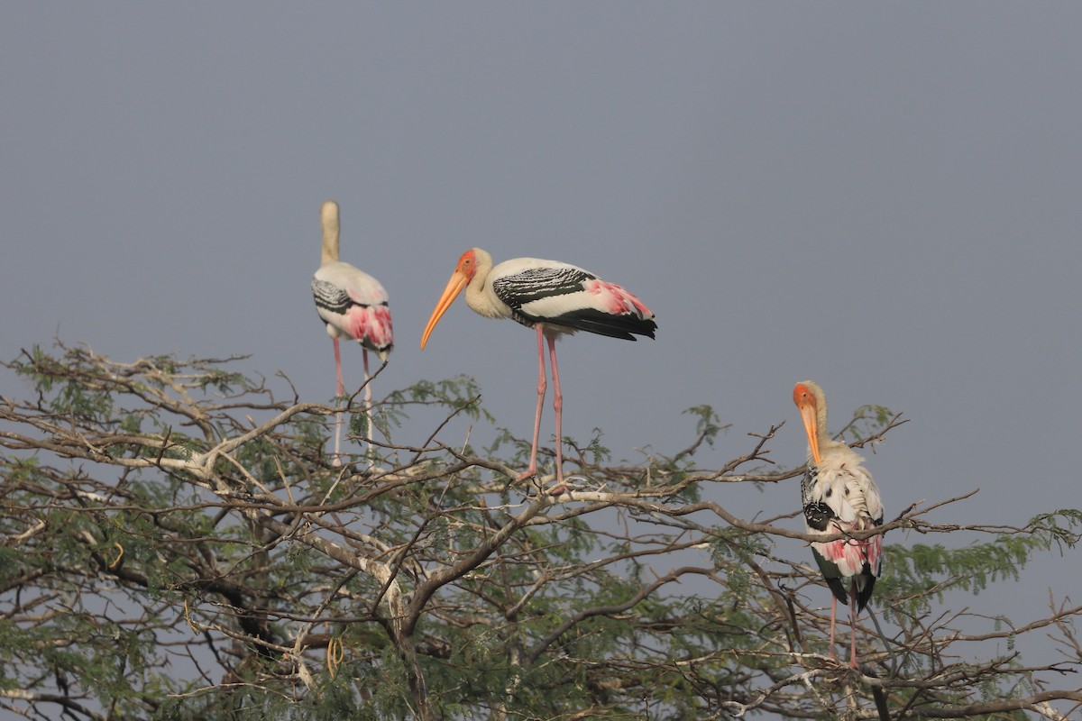 Лелека-тантал індійський - ML649319270