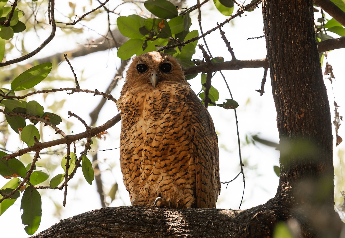 Pel's Fishing-Owl - ML649319330