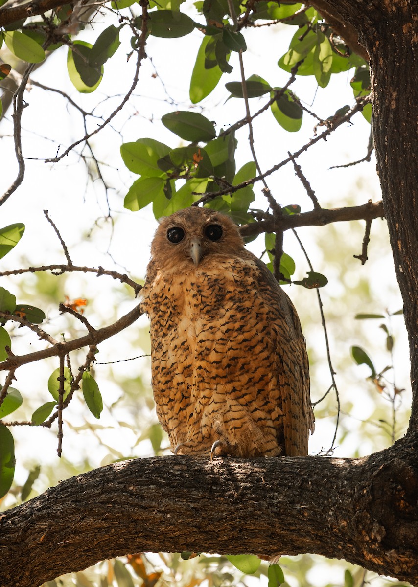 Pel's Fishing-Owl - ML649319331