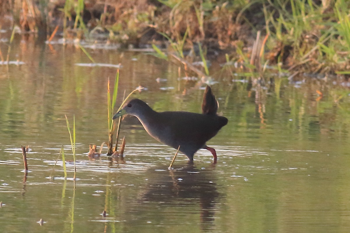 Brown Crake - ML649319346