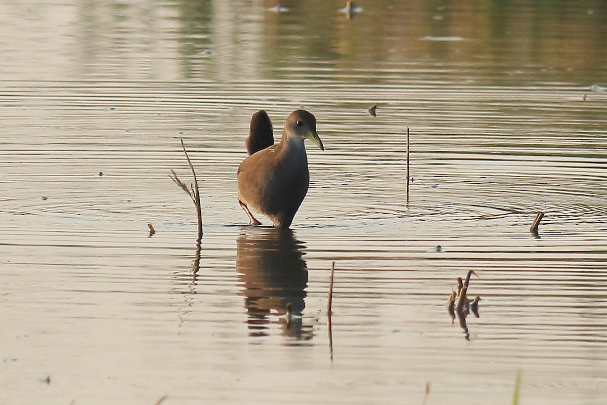 Brown Crake - ML649319354